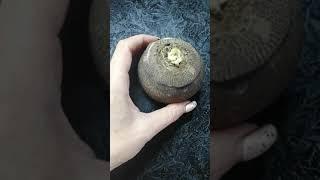 Редька с мёдом от кашля.
