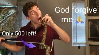 Eating an endangered viper *PETA CALLED*