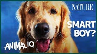 How Intelligent are Dogs, Really? (feat. @TraceDominguez) | Animal IQ