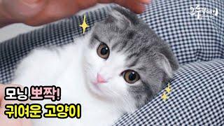 귀여운고양이 코비의 영상 (먼치킨 숏레그) cat vlog