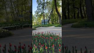 Музей-усадьба Л.Н. Толстого «Ясная Поляна»  #путешествияпороссии #музеи #тульскаяобласть