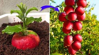 Few people know that apples can be propagated this way | Relax Garden