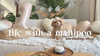 Life with a Maltipoo  BIRTHDAY VLOG 🫐