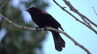 Red-winged black bird 2021-07-11 Saskatoon