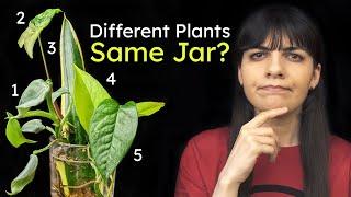 Can You Propagate Multiple Plants in One Jar? │ Water Propagation