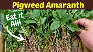 Eat it Raw! Eat the Roots! One of my favorite summer garden weeds to eat - Redroot Pigweed Amaranth