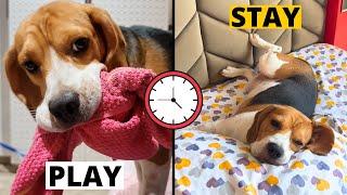 Beagle Playtime vs. Quiet Time: How to Balance Both?