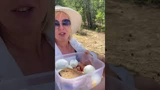 У нас дома веселоТгк: Ломановы, ссылка в шапке