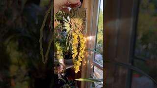 Шилошиста зацвела! #danaprotasova #orchid #blooming #шилошиста #орхидея