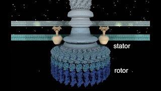 The Bacterial Flagellar Motor