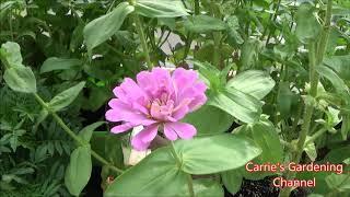 How To Treat Powdery Mildew On Zinnias, Treating Powdery Mildew, What Causes Powdery Mildew