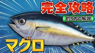 【あつ森】マグロの魚影・出現条件・釣り方のコツ徹底解説【図鑑付き】