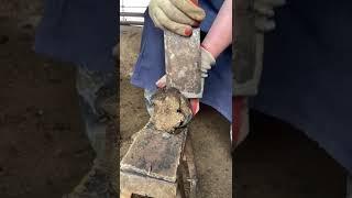 Hoof trimming: Thick donkey hooves are easily cut off! Have you seen about donkey care? #Shorts