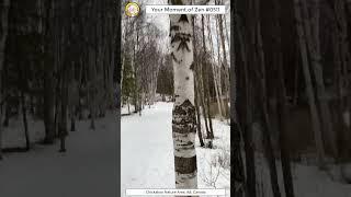 ScienceMan Moment of Zen 0511 #peaceful #winter #forest #trailrunning #asmr