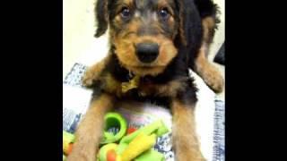 Airedale Terrier Puppy Talking - Airedale Puppy