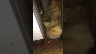 ОХОТА НА МЫШЬ