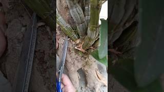 sharing tips for grafting dendrobium plant #short