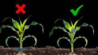 Best Maize Fertilizer Application Strategy for HIGH Yield!