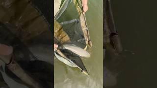 Такой вот рыбак… #carpfishing #fishing #рыбалкачерноземье #carp #рыбалка #спортивнаярыбалка #fish