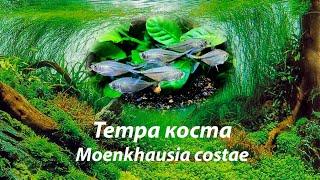 Тетра коста / Moenkhausia costae