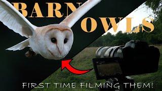 Filming Barn Owls For The First Time! | 4k Short Film |