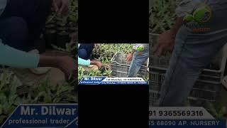 Macadamia plant nursery | macadamia nuts plant | #macadamianuts  #shorts #fruit #garden