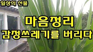 마음정리 감정 쓰레기를 버리다. 시골집 텃밭작물 [일상의선물]