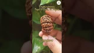 11 mukhi rudraksha #rudraksha #shiv #astro #om #astrology #rudra #rudraksh #viral #viralvideos