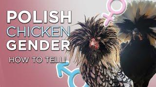 Polish Chicken Gender (Babies to Adults: Foolproof Ways to Sex)