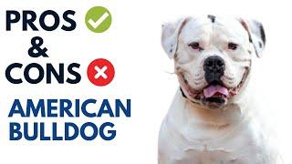 American Bulldog Pros and Cons | American Bulldog Advantages and Disadvantages