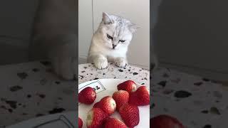 可爱的猫咪竟然还想吃草莓
