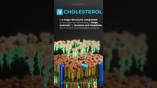 Cholesterol #reels #shorts