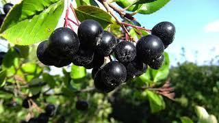 L'aronia au jardin nourricier !