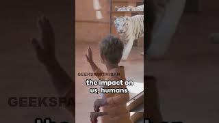 Vanishing Stripes: Imagining a World Without Wild Tigers | Geeks Parthiban
