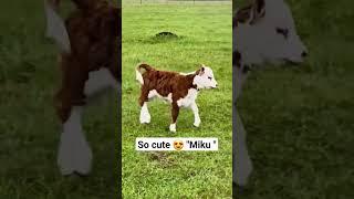 #ферма #сельскоехозяйство #cute #viral #subscribe #cat #top #жизнь #combat #мир