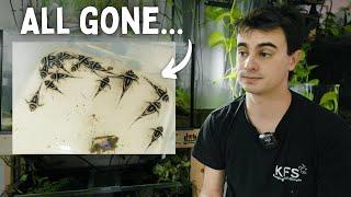 This Mistake Killed Every Single Zebra Pleco Fry