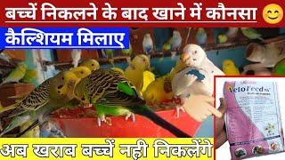 BUDGIES PARROT BEST CALCIUM FOOD SUPPLEMENT. बच्चे निकलने के बाद सॉफ्ट फूड में कौनसा कैल्शियम मिलाएं