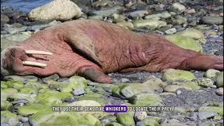 Amazing and lesser facts of Walruses #amazing #walrus #walrusaudio #walrusrider #walrus #amazing