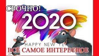 Новый 2020 Год Крысы, как встречать, что готовить