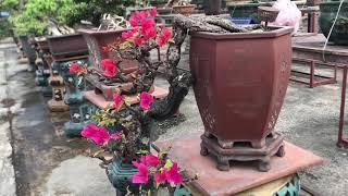 Cây hoa giấy cảnh bonsai hội tụ đủ yếu tố của một tác phẩm tiêu chuẩn quốc tế cao cấp / YÊU CÂY