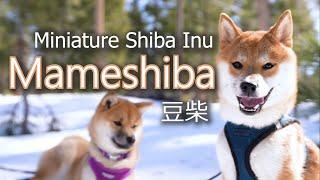 Mameshiba - Miniature Shiba Inu - 豆柴 - 柴犬