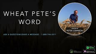 Wheat Pete's Word, Aug 7: Safety chains, weather trends, fall seeding dates, and nutrient removal