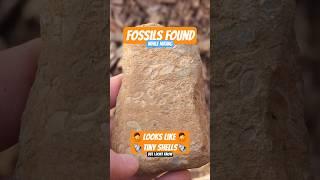 Fossils Found while Hiking #fossils #fossil #hiking #adventure #explore #subscribe