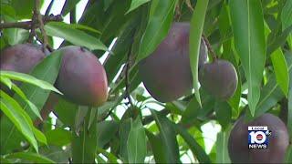 What's behind the meager mango season?