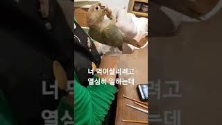 흔한 앵집사의 팔근육 기르는 방법_#코뉴어#집사#극한직업#앵무새