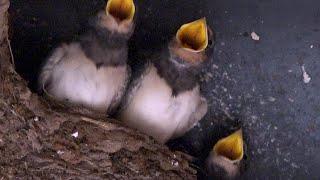 Somerset Swallow Nests Summer 2019 - Hirundo rustica