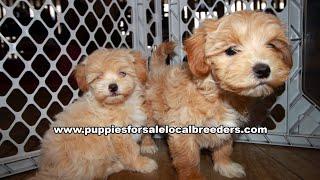 Cavapoo, German Shepherd, Yorkie, Shihpoo, Puppies For Sale, Atlanta, Georgia Local Breeders