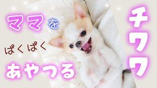 手を止めたら口パクして文句いうチワワw    tiny chihuahua dog  massage