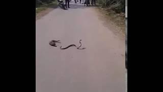 keeri pillai and snake fighting