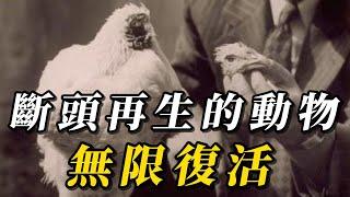 全世界最恐怖的10種“不死生物”！腦袋沒了還能生存，第壹名妳極可能見過！#animals #野生动物 #动物 #科普 #動物世界 #野生生物 #動物